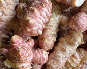 Big Size Jerusalem Artichoke Tubers: Sprouted Sunchokes for Planting