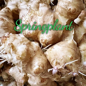 Live Jerusalem Artichokes Tubers - Sprouting Sunchokes Tubers for Planting
