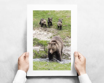 Obsidian Grizzly Bear 815 with Triplets in Yellowstone National Park - May 2023 - Fine Art Wildlife Photography Print