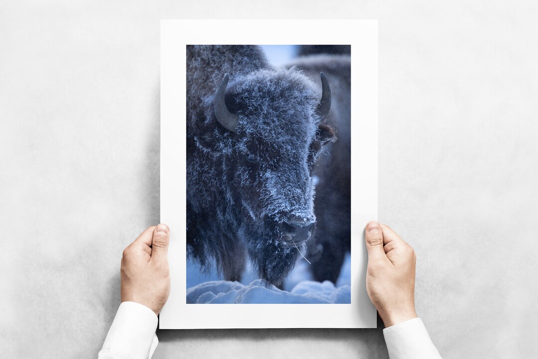 Frosty Bison Cow in Yellowstone National Park - Fine Art Wildlife ...