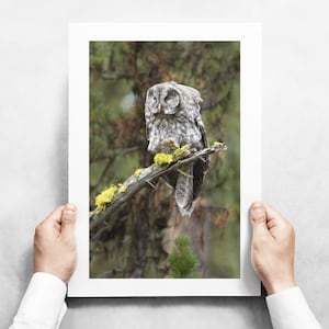 Juvenile Great Gray Owl on a Mossy Branch