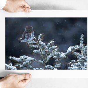 Winter Northern Pygmy Owl - Yellowstone National Park - Fine Art Wildlife Photography
