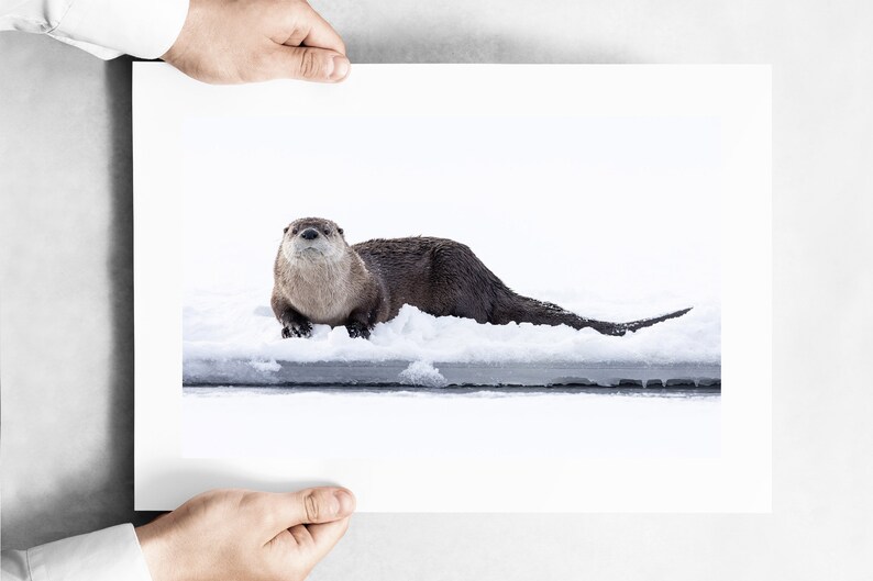 Download Fine Art Wildlife Photography Snowy River Otter Winter In Yellowstone Art Collectibles Prints Intellistall Com