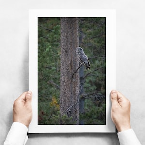 Great Gray Owl Perched in a Tree