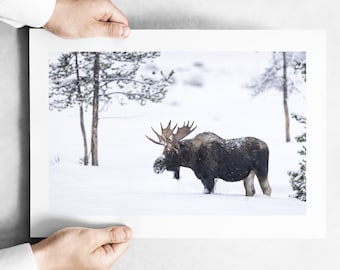 Snowy Bull Moose in Yellowstone National Park - January 2023 - Fine Art Wildlife Photography Print