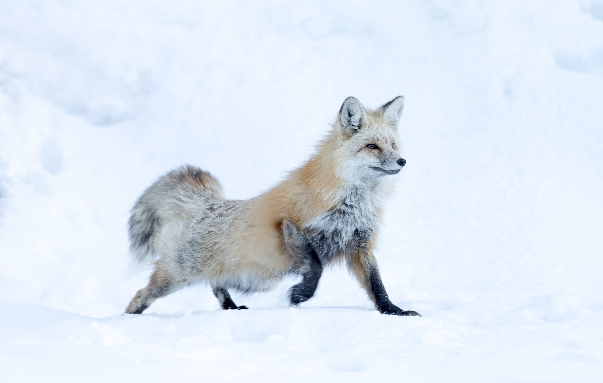 Red Fox Stretching in the Snow - Etsy