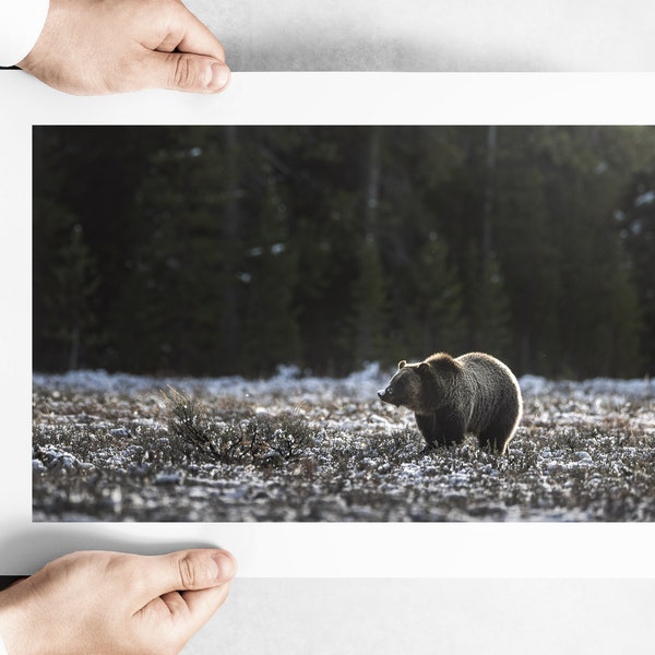 Grizzly Bear Print Etsy