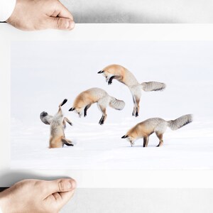 May include: A photograph of four red foxes jumping and playing in the snow. The foxes are in various poses, some leaping in the air, others landing on their feet. The snow is white and pristine, and the background is a blur of white.