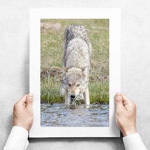 Gray Wolf Drinking from the River - Fine Art Wildlife Photography Print