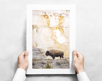 Bison at Mammoth Hot Springs Terraces in Yellowstone National Park - Fine Art Wildlife Photography Print