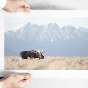 Bull Moose in front of the Teton Mountain Range