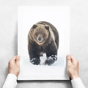 Grizzly Bear in the Snow at Blacktail Ponds