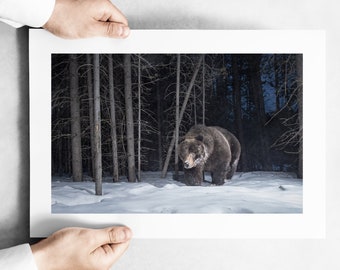 April Grizzly Bear in the Snow - Remote Camera Trap - Fine Art Wildlife Photography