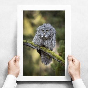 Great Gray Owl - Bad Feather Day