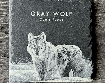Wildlife Coasters - Gray Wolf Pup - Yellowstone National Park