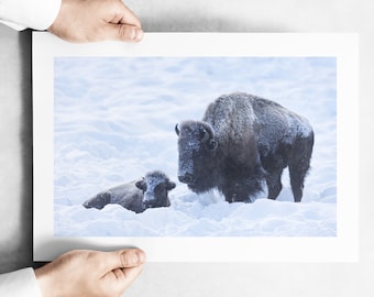 Frosty Bison and Calf in Yellowstone National Park - January 2023 - Fine Art Wildlife Photography Print