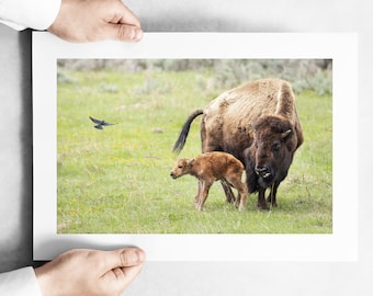 Brand New Baby Bison - May 2023 - Yellowstone National Park Fine Art Wildlife Photography Print