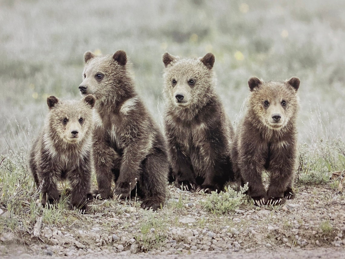 Grizzly Bear 399 With Four Cubs in Grand Teton National Park Etsy