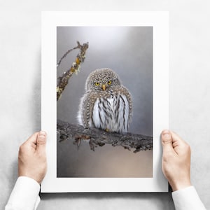 Northern Pygmy Owl in Yellowstone National Park - Fine Art Wildlife Photography Print