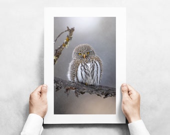 Northern Pygmy Owl in Yellowstone National Park - Fine Art Wildlife Photography Print