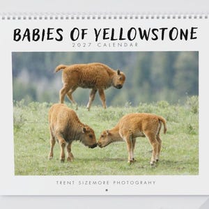 May include: A 2027 wall calendar titled BABIES OF YELLOWSTONE featuring a photograph of three light brown bison calves in a grassy field. The top text reads BABIES OF YELLOWSTONE 2027 CALENDAR and the bottom text reads TRENT SIZEMORE PHOTOGRAHY.