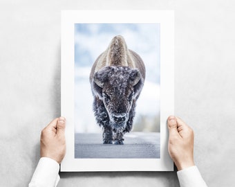 King of the Road - Frosty Bison Bull in Yellowstone National Park - Fine Art Wildlife Photography Print