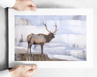 Bull Elk on the Terraces at Mammoth Hot Springs - Yellowstone National Park Fall - September 2023 - Fine Art Wildlife Photography Print