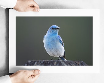 Spring Bluebird - Fine Art Wildlife Photography