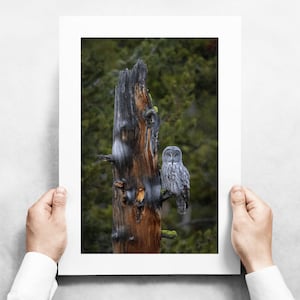 Great Gray Owl on a Colorful Tree - Fall in Yellowstone - Fine Art Wildlife Photography