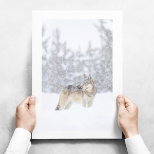 Gray Wolf in the Snow