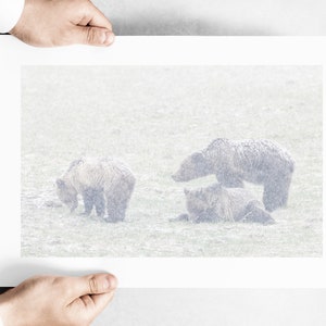 Grizzly Bear Family in the Snow in Yellowstone National Park - May 2021 - Fine Art Wildlife Photography Print