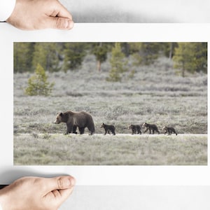 Grizzly Bear 399 with Four Cubs in a Line in Grand Teton National Park - May 2020 - Fine Art Print