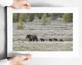 Grizzly Bear 399 with Four Cubs in a Line in Grand Teton National Park - May 2020 - Fine Art Print