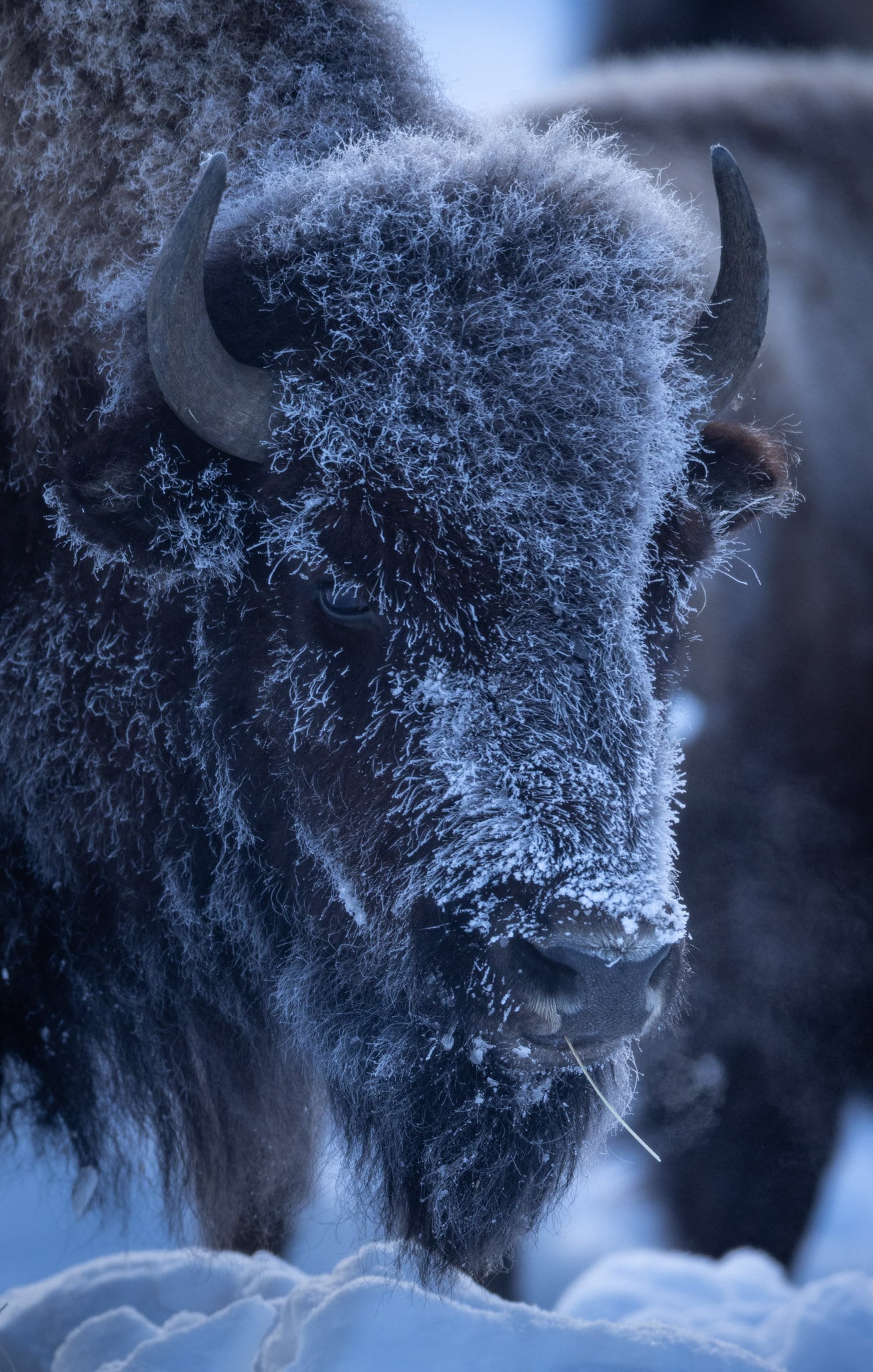 Frosty Bison Cow in Yellowstone National Park - Fine Art Wildlife ...
