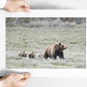 Grizzly Bear 399 with Four Cubs Walking in Grand Teton National Park - May 2020 - Fine Art Print