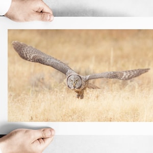 Great Gray Owl at Yellowstone Lake