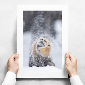 Fox Shaking off Snow - Red Fox in Yellowstone National Park - Fine Art Wildlife Photography Print