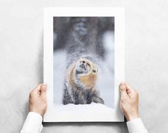 Fox Shaking off Snow - Red Fox in Yellowstone National Park - Fine Art Wildlife Photography Print