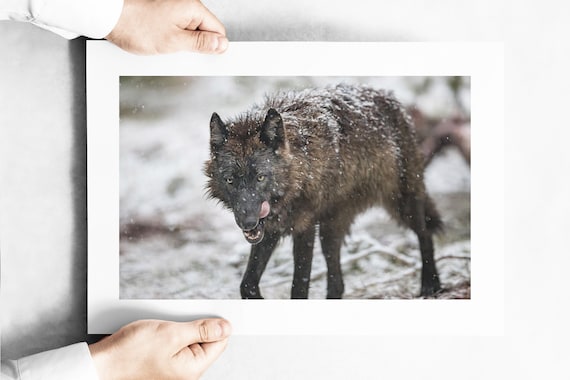 Black Wolf In Yellowstone Etsy