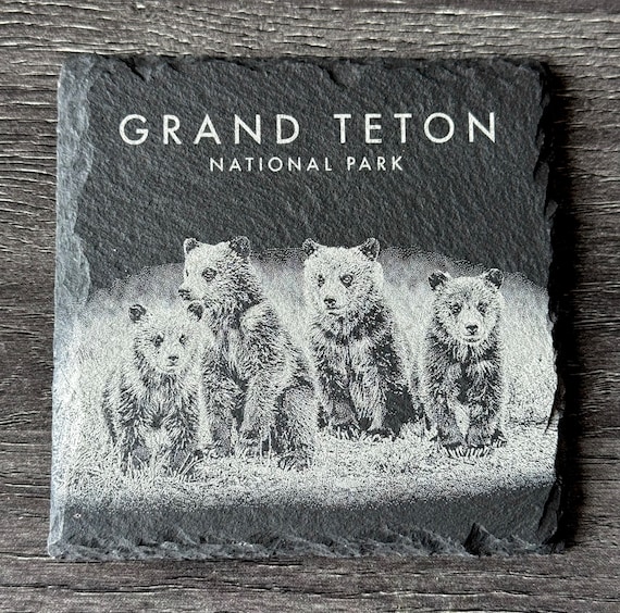 Wildlife Coasters - Grizzly 399’s Quad Cubs - Grand Teton National Park