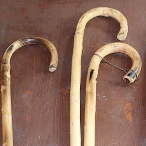 Wooden walking sticks chestnut typical Italian