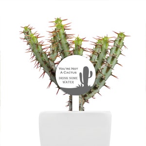 May include: A white round sign with the text "You're not a cactus, drink some water" and a silhouette of a cactus. The sign is attached to a green cactus plant with red thorns.