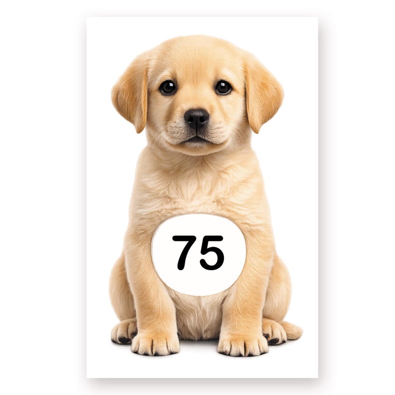 May include: A golden Labrador puppy sits facing the camera. The puppy has a round white tag with the number 75 in black. The puppy has dark eyes and floppy ears. The background is white.