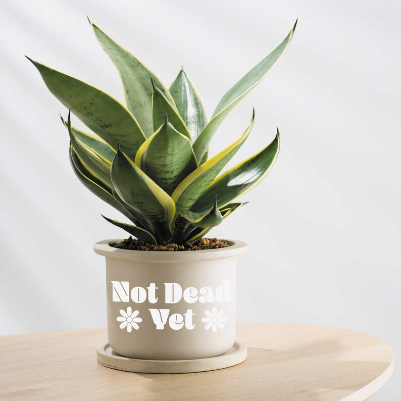 Op de afbeelding: Een slangplant in een pot met groene en gele gestreepte bladeren in een witte keramische pot met de tekst "Not Dead Yet" en een madeliefje aan weerszijden van de tekst.