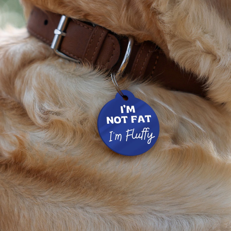 May include: A blue dog tag with white text that reads "I'm not fat I'm fluffy" hanging from a brown leather dog collar.