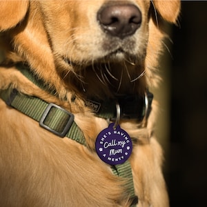 Puede incluir: Una placa morada para mascotas con el texto "She's having Call my Mum A Menty B" en escritura blanca. La placa est&aacute; sujeta a un collar verde en un golden retriever.