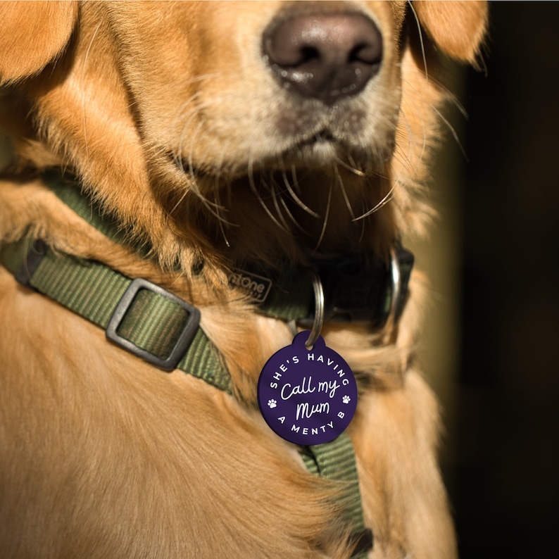 Puede incluir: Una placa morada para mascotas con el texto "She's having Call my Mum A Menty B" en escritura blanca. La placa est&aacute; sujeta a un collar verde en un golden retriever.
