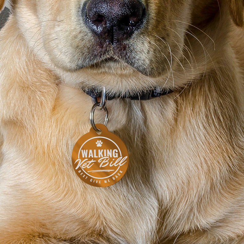 May include: Close-up of a golden retriever dog wearing a black collar with a round, gold-coloured tag that reads "Walking Vet Bill Best Give Me Back".