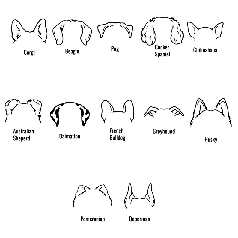 Op de afbeelding: Zwart-witte lijntekeningen van verschillende hondenrassen, gezien vanaf de achterkant, waaronder een Corgi, Beagle, Mopshond, Cocker Spaniel, Chihuahua, Australian Shepherd, Dalmati&euml;r, Franse Bulldog, Greyhound, Husky, Dwergspits en Dobermann.