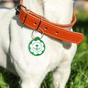 May include: A white dog wearing a brown leather collar with a green dog tag that says "I can't control my licker".